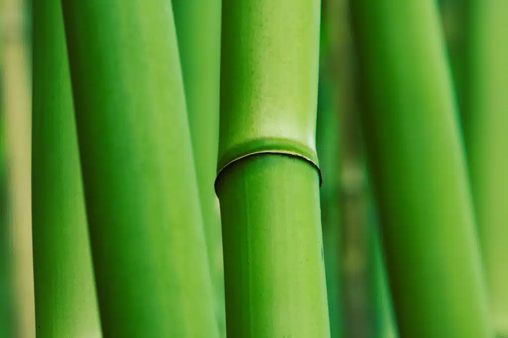 bamboo, sustainability, sustainable 