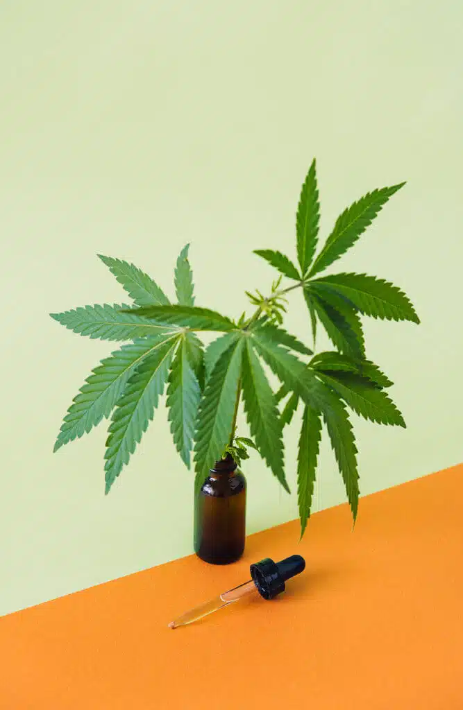 CBD Cannabidiol oil and cannabis leaves on minimal orange and green background. CBD hemp oil in pipette.