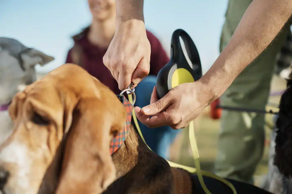 Close-up of dog walker attaching a leach on dog's collar in the park for private label product predictions 