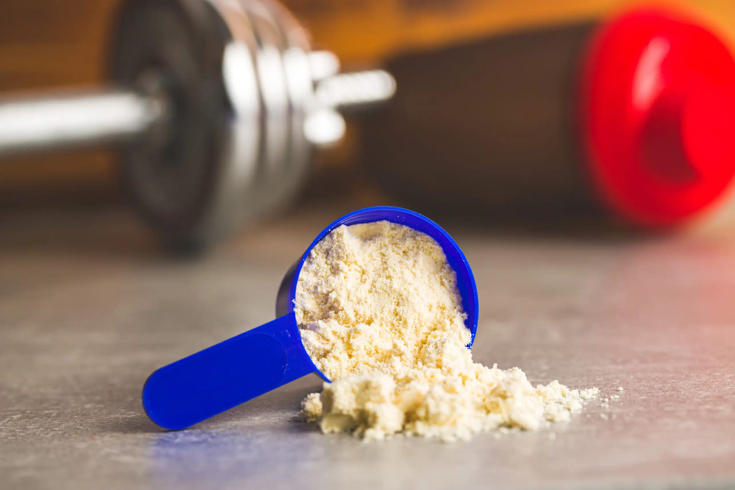 Whey protein powder in scoop.