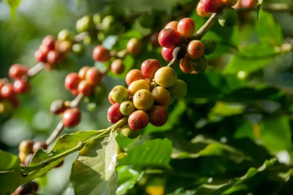 Image of a thriving coffee plant, laden with ripe, red coffee cherries, representing the start of the coffee production journey.