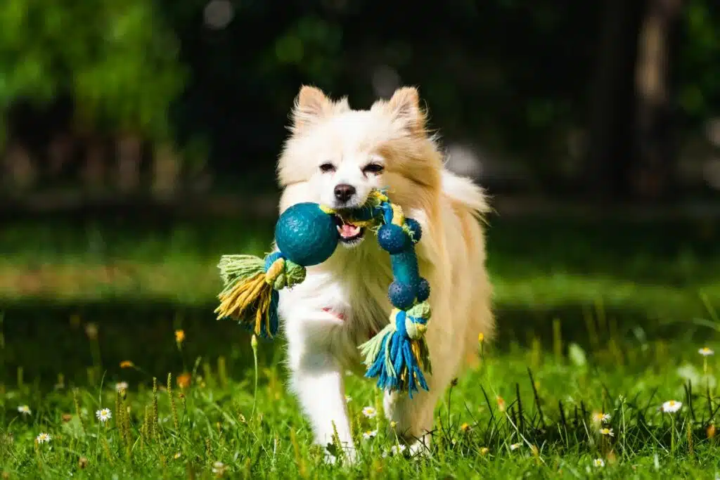 Happy dog engaged in play with a vibrant pet toy, underscoring the importance of quality toys for pet wellness and entertainment.
