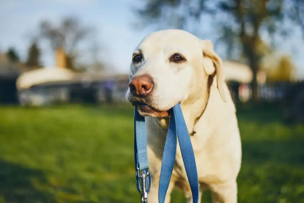 Dog holding leash in mouth. Cute labrador retriever waiting for walk on back yard of house.