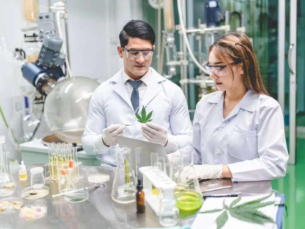 medical scientist with cannabis hemp research in medicine laboratory to make a herbal extract CBD chemical oil or alternative drug from marijuana leaf plant, organic nature herb in science test